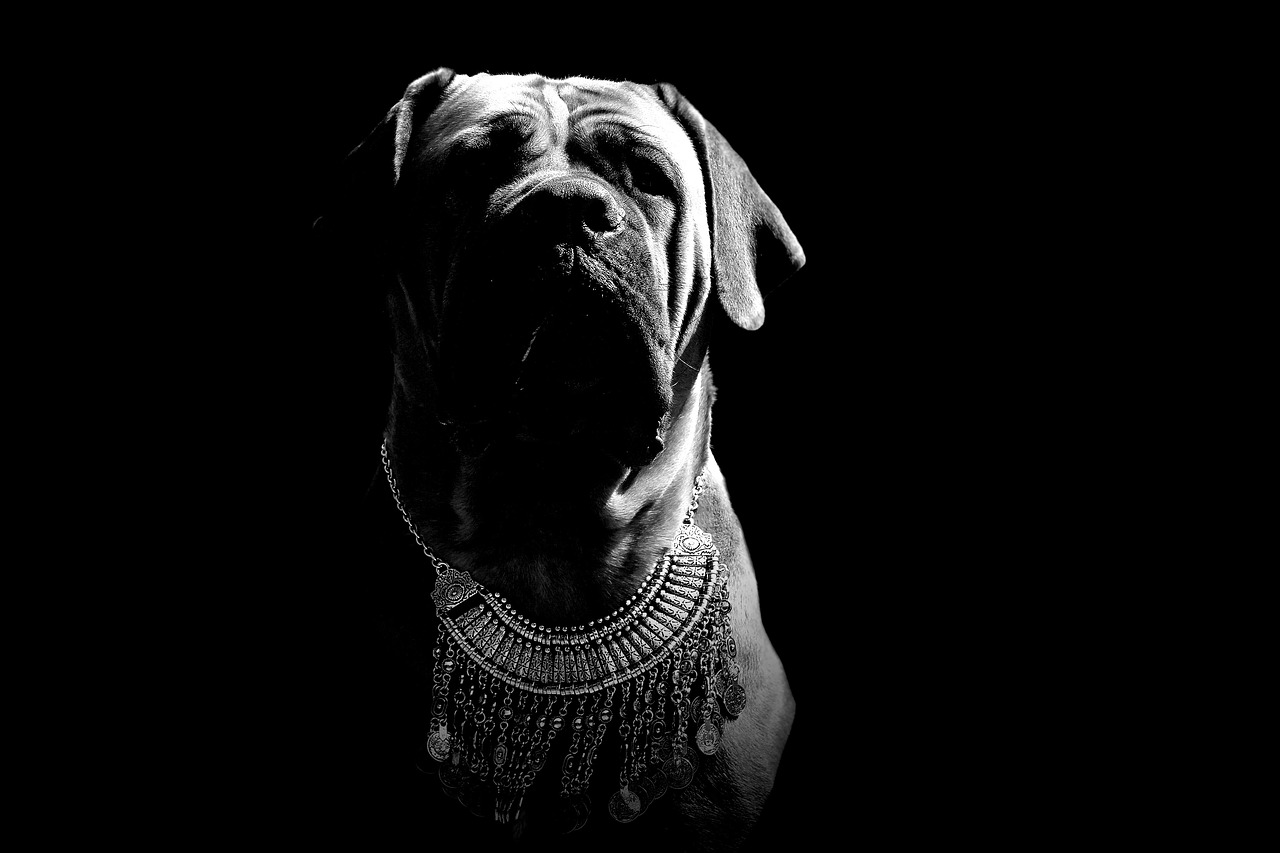 The Characteristics of the Boerboel - Guardian and Companion